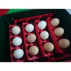 Broedmachine Met Automatische Kering - 12 Eieren -Garden Pet & Animal Winkel broedmachine ovomatic 12 1586878289 2 600