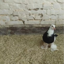 Hennep Strooisel Aubiose Bedding Pluimvee/duiven 20 Kg 7 Hennep Strooisel Aubiose Bedding Pluimvee/duiven 20 Kg -Garden Pet & Animal Winkel henneplemen bedding pluimvee 20 kg 1620714388 2 600