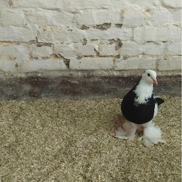 Hennep Strooisel Aubiose Bedding Pluimvee/duiven 20 Kg 5 Hennep Strooisel Aubiose Bedding Pluimvee/duiven 20 Kg - Afbeelding 3