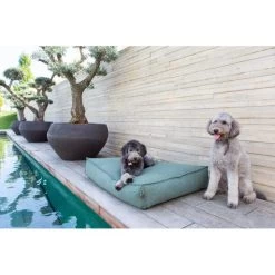 Hondenkussen Fantail 'Stargaze' 80 × 55 Cm - Botanical Green -Garden Pet & Animal Winkel hondenkussen fantail stargaze botanical green 1623231865 3 600