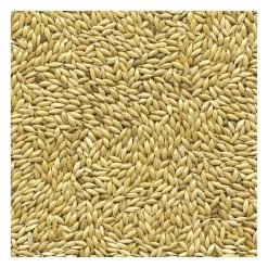 Kanariezaad 5 Kg