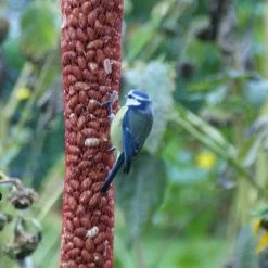 Pindanoten Ongepeld In Net - 1 Kg -Garden Pet & Animal Winkel pindanoten in net 1 kg 1538476152 2 600