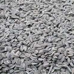 Zonnebloempitten Gestreept Ongepeld - 2,5 Kg