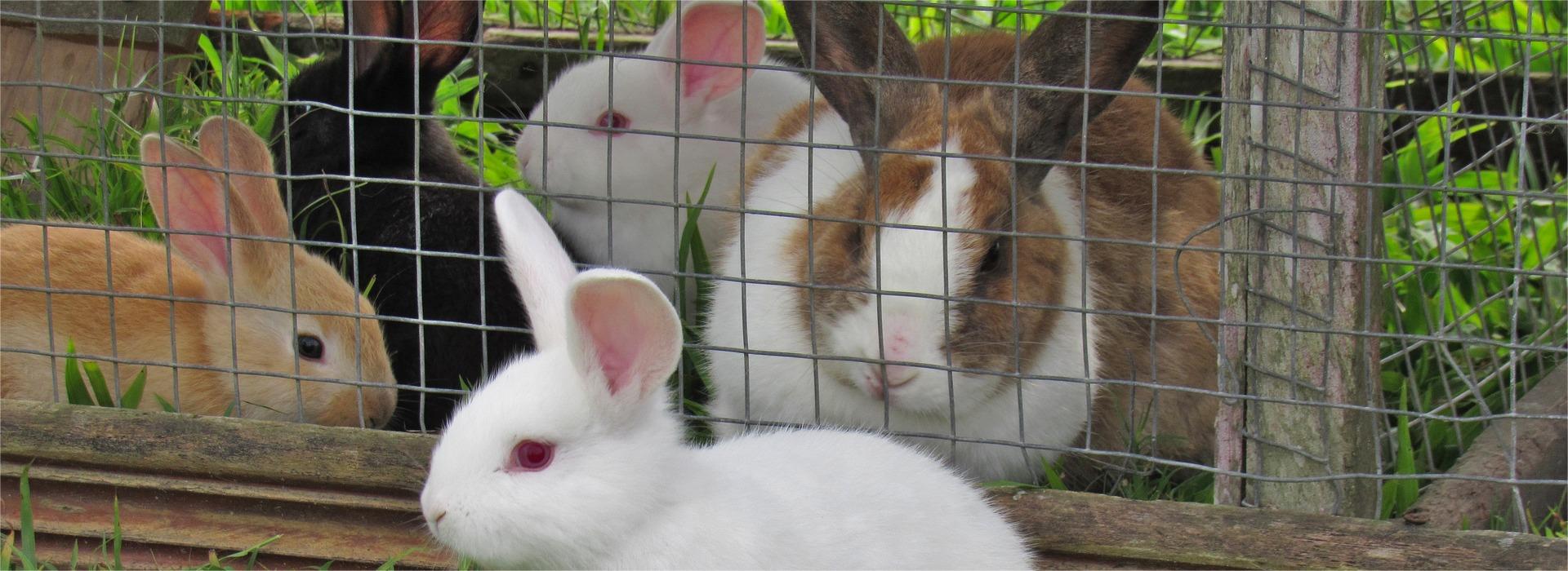 Garden Pet & Animal Winkel -Garden Pet & Animal Winkel rabbit 3267568 1920